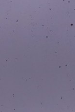 Transparent Glass, Purple Series, code 94-1736