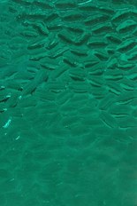 Transparent Textured Glass, Green Series, code 35-2109／H