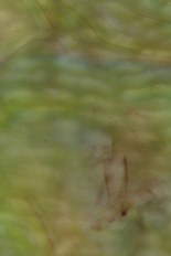 Textured Glass, Blue Series, code W349-66／R4