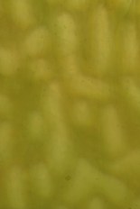 Textured Glass, Green Series, code B023S-31／F