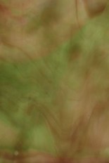 Textured Glass, Green Series, code B039-55／TW