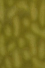 Textured Glass, Green Series, code B23S-31／F