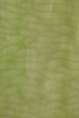 Textured Glass, Green Series, code W03-35／R4