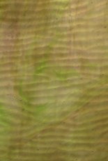 Textured Glass, Green Series, code W039-45／R