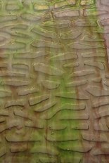 Textured Glass, Green Series, code W039-64／R4
