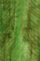 Textured Glass, Green Series, code W23-92／RX