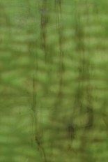 Textured Glass, Green Series, code W23-94B／R4