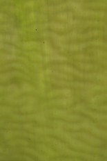 Textured Glass, Green Series, code W38-43／R23